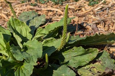 <i>Plantago major</i>