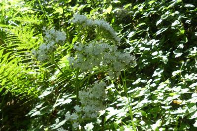 <i>Valeriana officinalis</i>