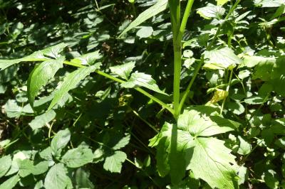 <i>Valeriana officinalis</i>