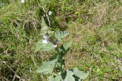 <i>Althaea officinalis</i>