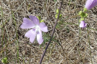<i>Malva alcea</i>