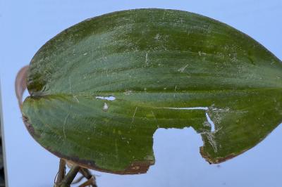 <i>Potamogeton natans</i>