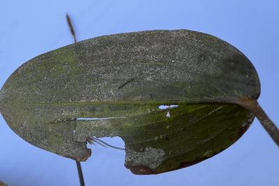 <i>Potamogeton natans</i>