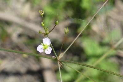 <i>Alisma plantago-aquatica</i>
