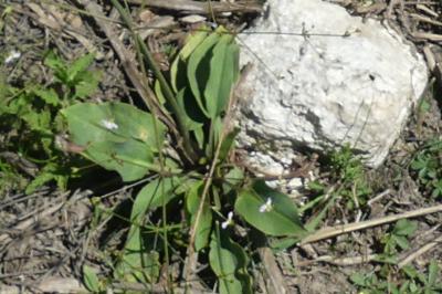 <i>Alisma plantago-aquatica</i>