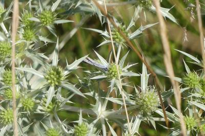 <i>Eryngium campestre</i>
