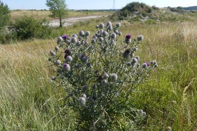 Cirsium eriophorum
