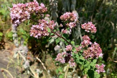 <i>Origanum vulgare</i>