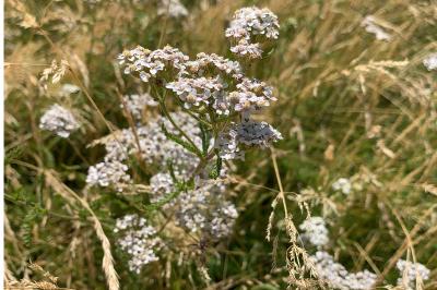<i>Achillea millefolium</i>