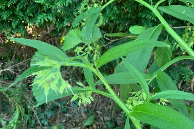 <i>Symphytum officinale</i>