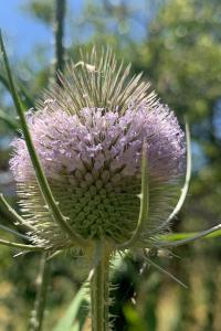 <i>Dipsacus sativus</i>