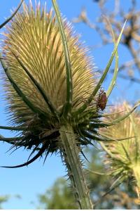 <i>Dipsacus sativus</i>