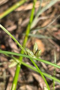 <i>Schoenoplectiella supina</i>