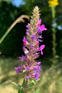 <i>Lythrum salicaria</i>