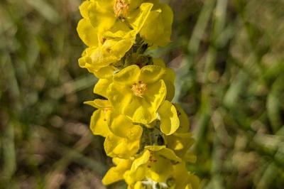 <i>Verbascum thapsus</i>