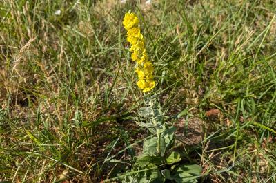 <i>Verbascum thapsus</i>
