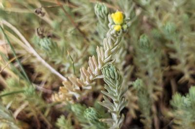 <i>Petrosedum rupestre</i>