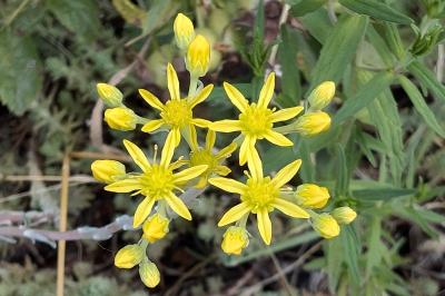 <i>Petrosedum rupestre</i>