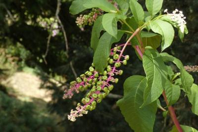 <i>Phytolacca americana</i>
