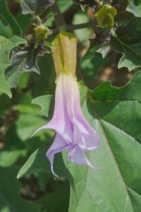 <i>Datura stramonium</i>