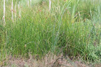 <i>Schoenoplectus tabernaemontani</i>