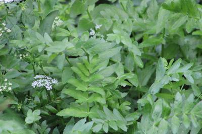 <i>Berula erecta</i>
