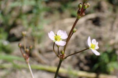 <i>Alisma lanceolatum</i>