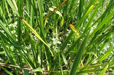 <i>Sparganium erectum</i>