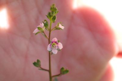 <i>Veronica catenata</i>