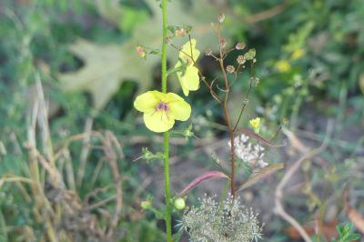 <i>Verbascum blattaria</i>