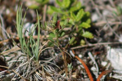<i>Ononis pusilla</i>