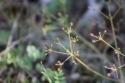 <i>Trinia glauca</i>