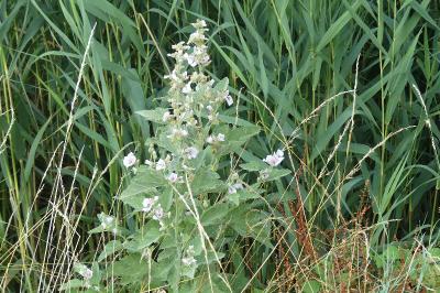 <i>Althaea officinalis</i>
