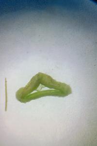 <i>Bolboschoenus</i>