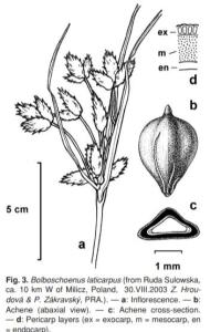 <i>Bolboschoenus</i>