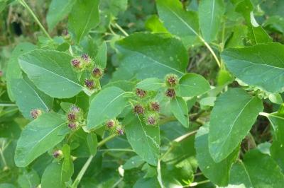 <i>Arctium minus</i>