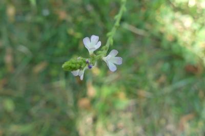 <i>Verbena officinalis</i>