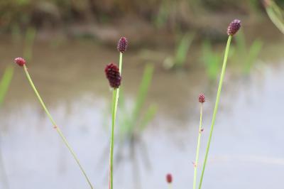 <i>Sanguisorba officinalis</i>