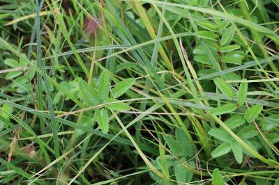 <i>Sanguisorba officinalis</i>