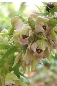 <i>Epipactis helleborine</i>