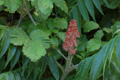 <i>Rhus typhina</i>