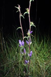 <i>Campanula glomerata</i>