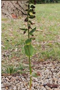 <i>Epipactis helleborine</i>
