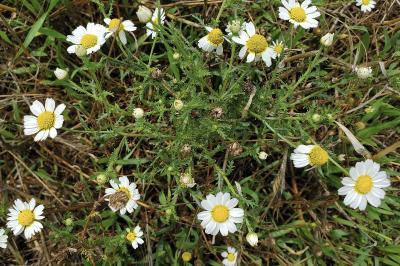 <i>Cladanthus mixtus</i>