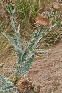 <i>Onopordum acanthium</i>