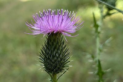 <i>Cirsium vulgare</i>