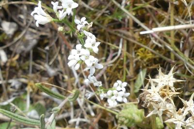 <i>Asperula cynanchica</i>