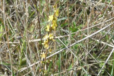 <i>Agrimonia eupatoria</i>