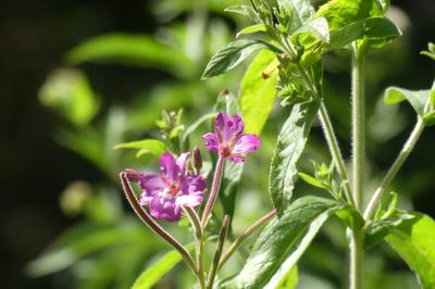 <i>Epilobium hirsutum</i>