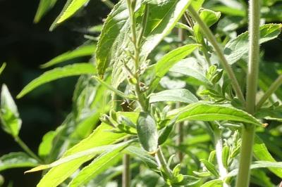 <i>Epilobium hirsutum</i>